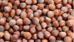 Fındık Fiyatlarında Şehir Şehir Son Durum! Fındığın Kilosu Ordu ve Giresun'da Yükseldi! - Ubitad